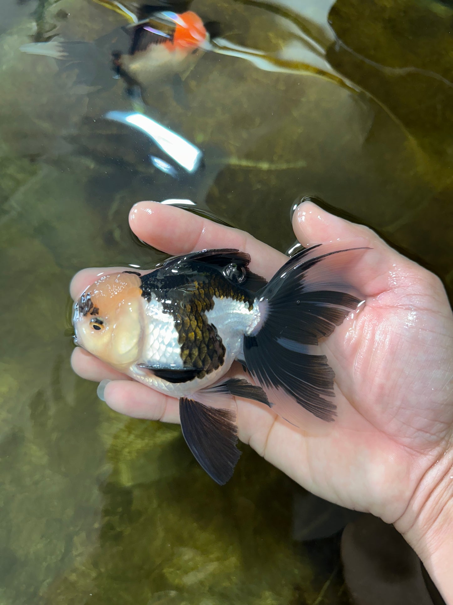 [SINGLE] Panda Male Oranda 4.5 inches #080125SO_09