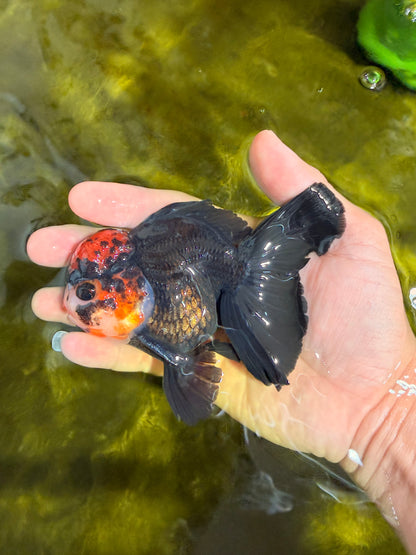 [SINGLE] Tricolor Oranda Male 4.5 inches #022726SO_06