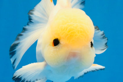 [SINGLE] Tricolor Oranda Male 4.5-5 inches #030626SO_05