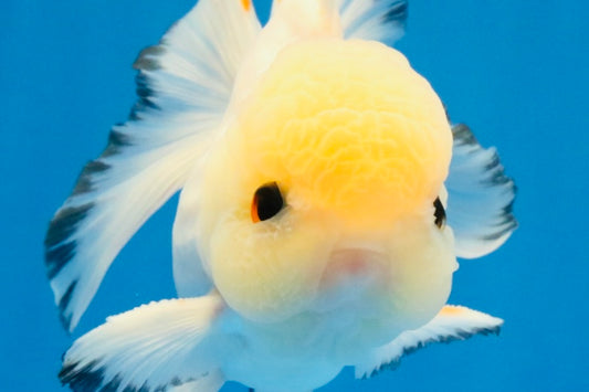 [SINGLE] Tricolor Oranda Male 4.5-5 inches #030626SO_05