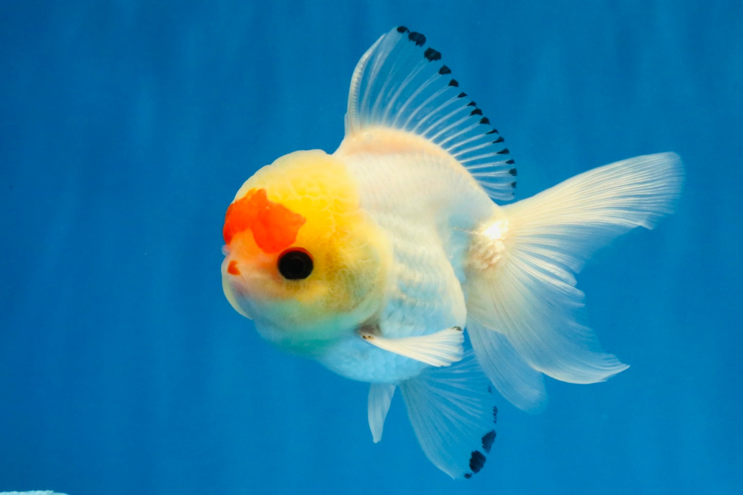 [SINGLE] Red White Oranda Male 4-4.5 inches #041026SO_10