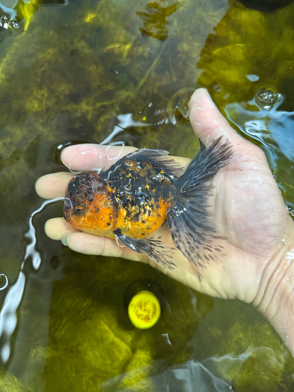 [SINGLE] Tiger Oranda Male 4.5 inches #090525SO_09