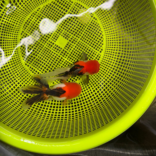 [COUPLE] Tricolor Female & Male Oranda 4-4.5 inches #050225CO_08