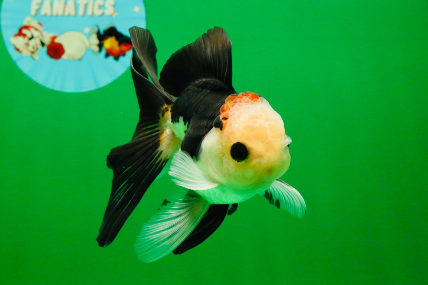[SINGLE] Tricolor Oranda Male 4-4.5 inches #103125SO_01