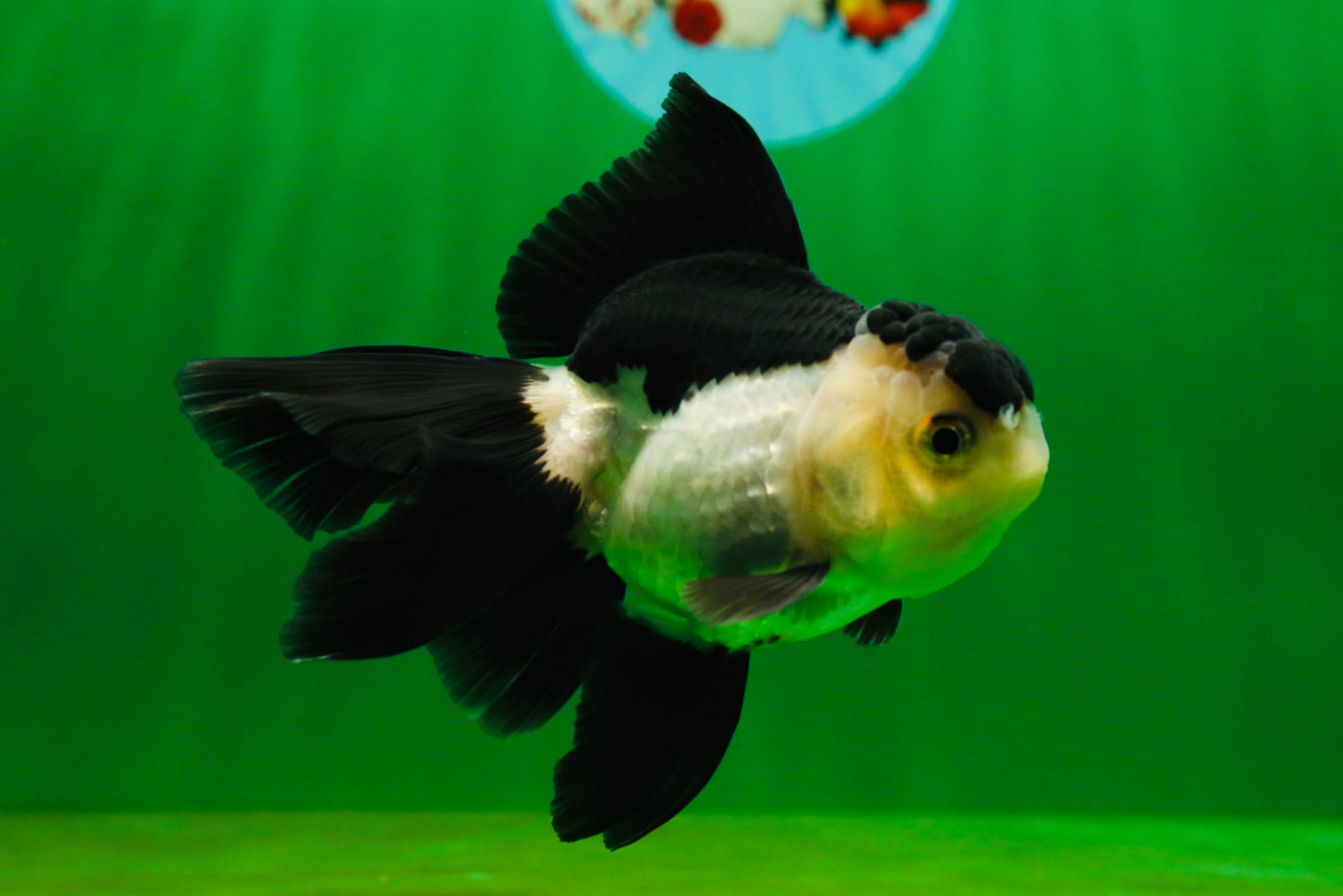 [SINGLE] Panda Oranda Female 4.5 inches #080825SO_05