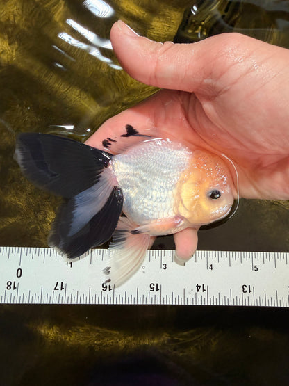 [SINGLE] Panda Button Eyes Oranda Male 4.5 inches #032026SO_08