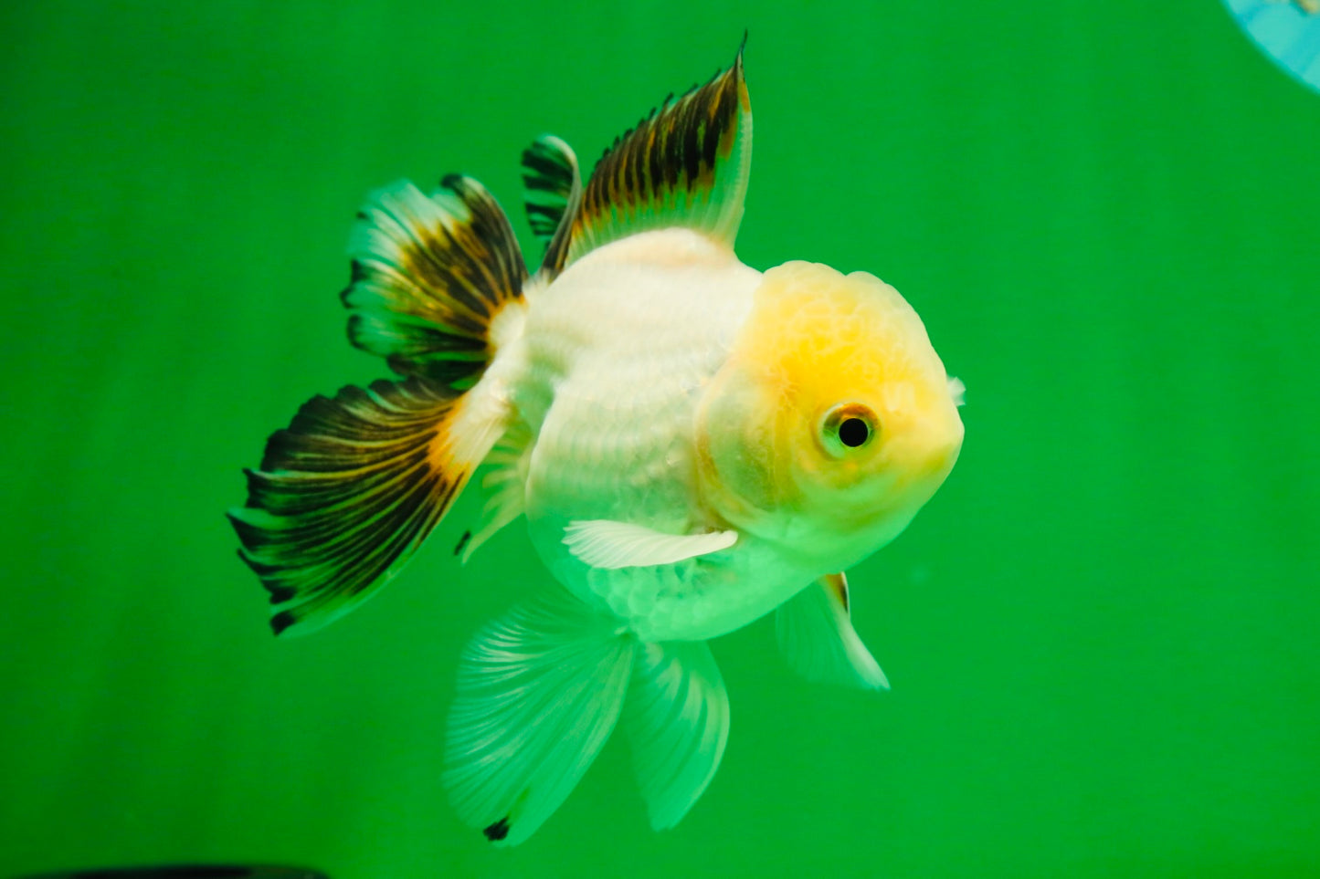 [SINGLE] White Oranda Male 4.5 inches #041825SO_01