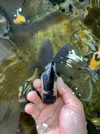 [SINGLE] Panda Oranda Female 4.5 inches #080825SO_05