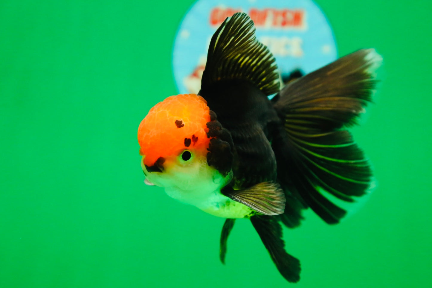 [SINGLE] Panda Oranda Male 4.5 inches #090525SO_06