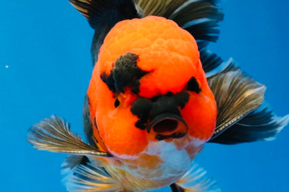 [SINGLE] Red Head Apache Oranda Male 4-4.5 inches #030626SO_01