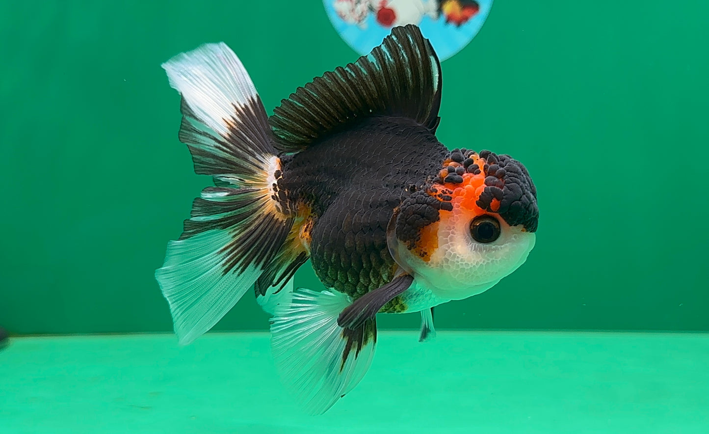 [SINGLE] Tricolor Oranda Male 4.5 inches #062025SO_05