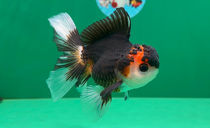 [SINGLE] Tricolor Oranda Male 4.5 inches #062025SO_05