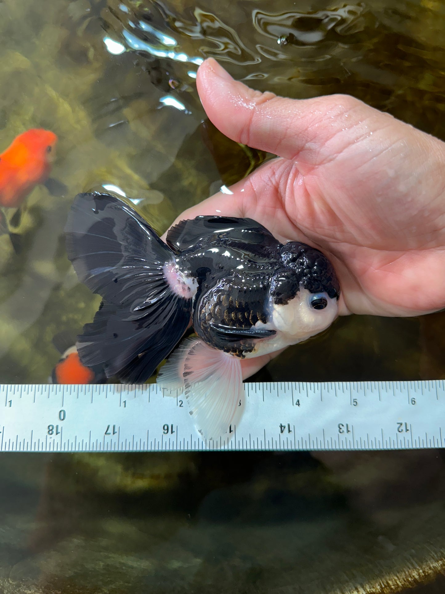 [SINGLE] Panda Button Eyes Oranda Male 4.5-5 inches #080125SO_14
