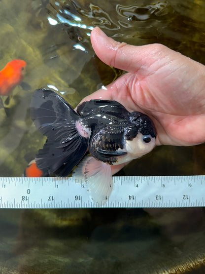 [SINGLE] Panda Button Eyes Oranda Male 4.5-5 inches #080125SO_14