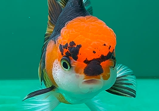 [SINGLE] Tricolor Oranda Female 4 inches #062725SO_07