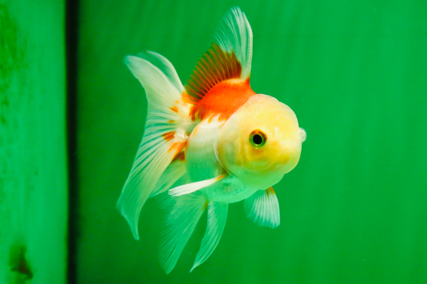 [COUPLE] Tricolor Male & Red White Female Oranda 4-4.5 inches #101025CO_03