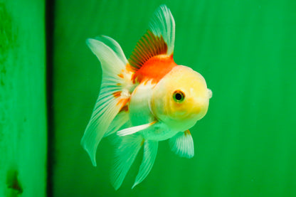 [COUPLE] Tricolor Male & Red White Female Oranda 4-4.5 inches #101025CO_03