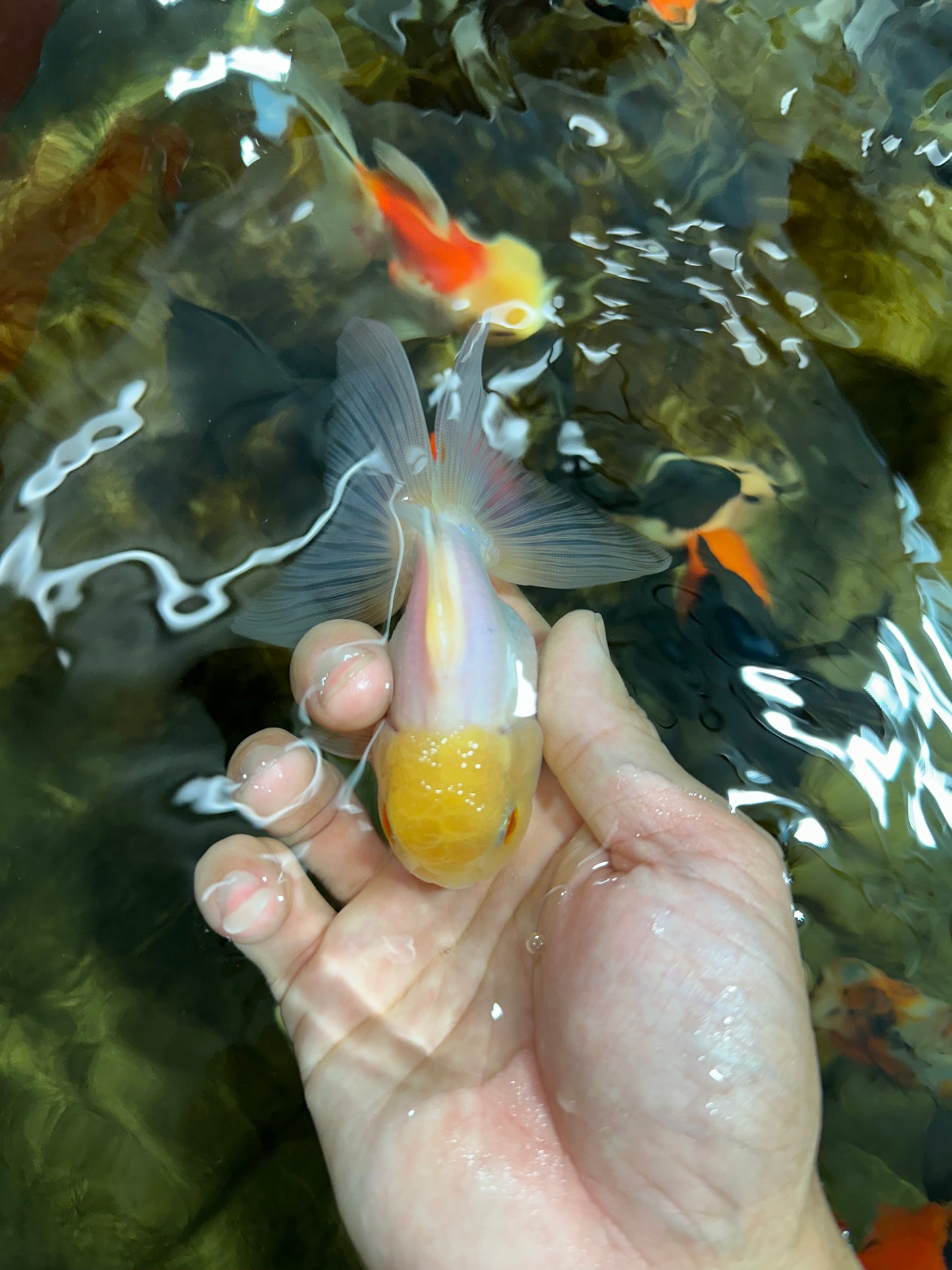 [SINGLE] White Male Oranda 4 inches #101025SO_10