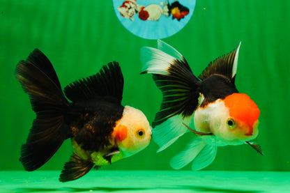 [COUPLE] White Head Male & Red Head Tricolor Female 4-4.5 inches #091925CO_05