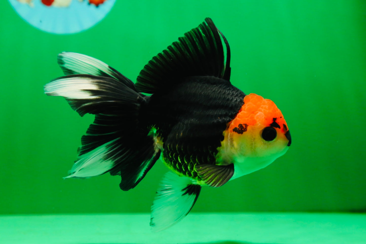 [SINGLE] Tricolor Button Eyes Oranda Female 5 inches #081525SO_12