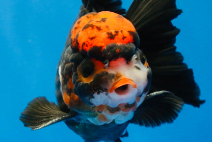 [SINGLE] Tricolor Oranda Male 4.5 inches #022726SO_06