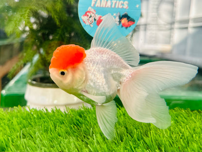 [SINGLE] Red Cap Oranda Male size 4 inches #112224SO_12