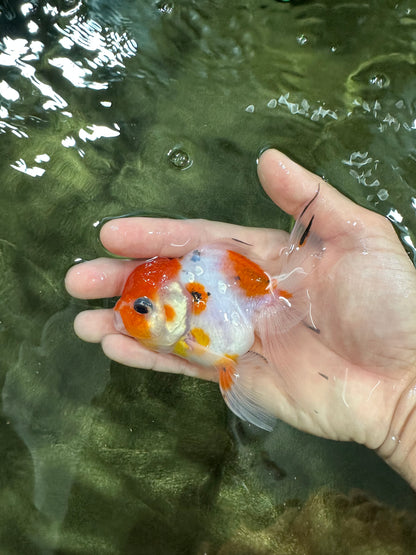 [COUPLE] Sakura Male & Calico Female Oranda 4-4.5 inches #052325CO_01