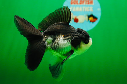 [SINGLE] Panda Oranda Male 4.5 inches #080825SO_10