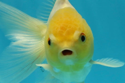 [SINGLE] Lemonhead Oranda Male 4-4.5 inches #112924SO_09