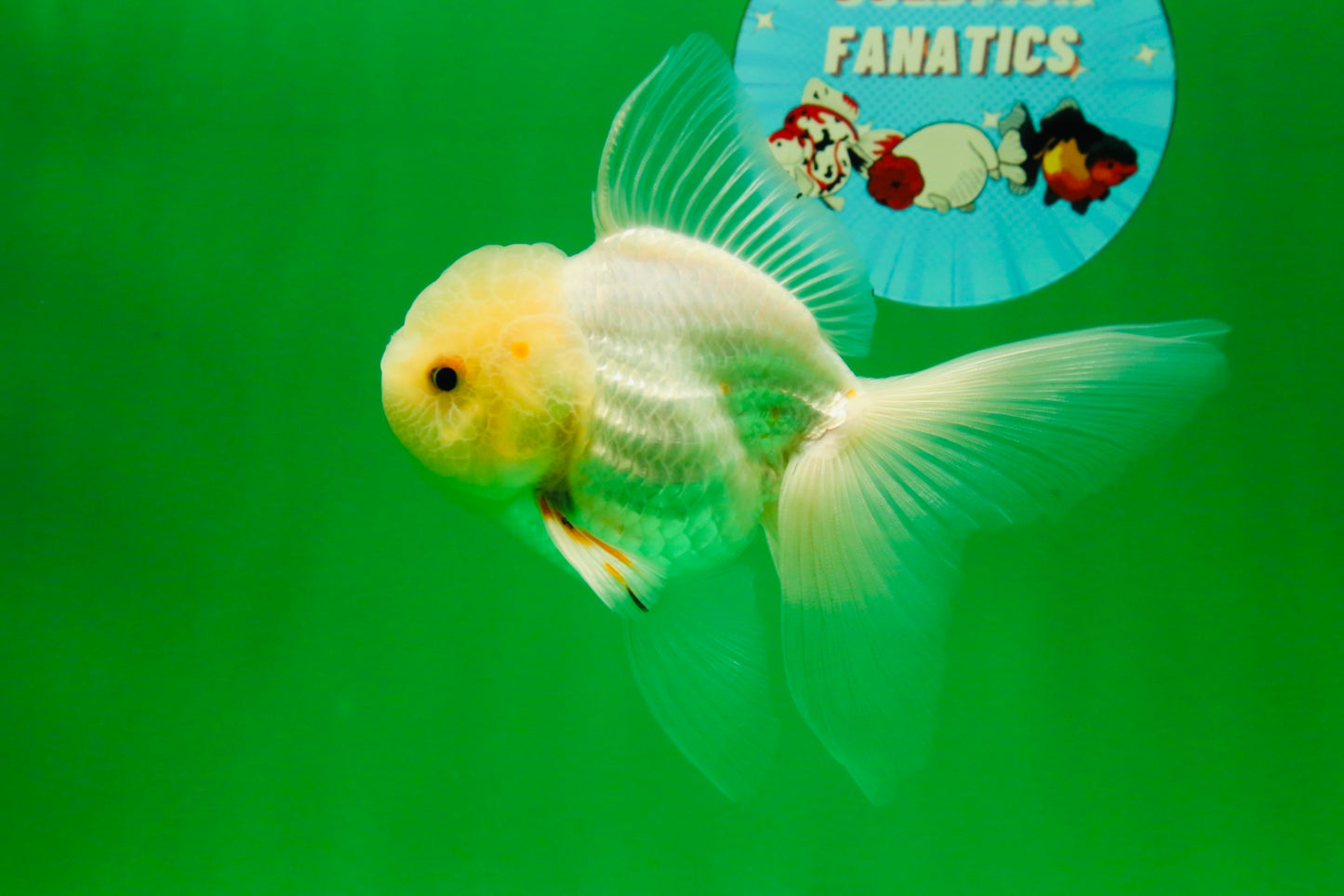 [SINGLE] White Oranda Male 4.5 inches #041825SO_05