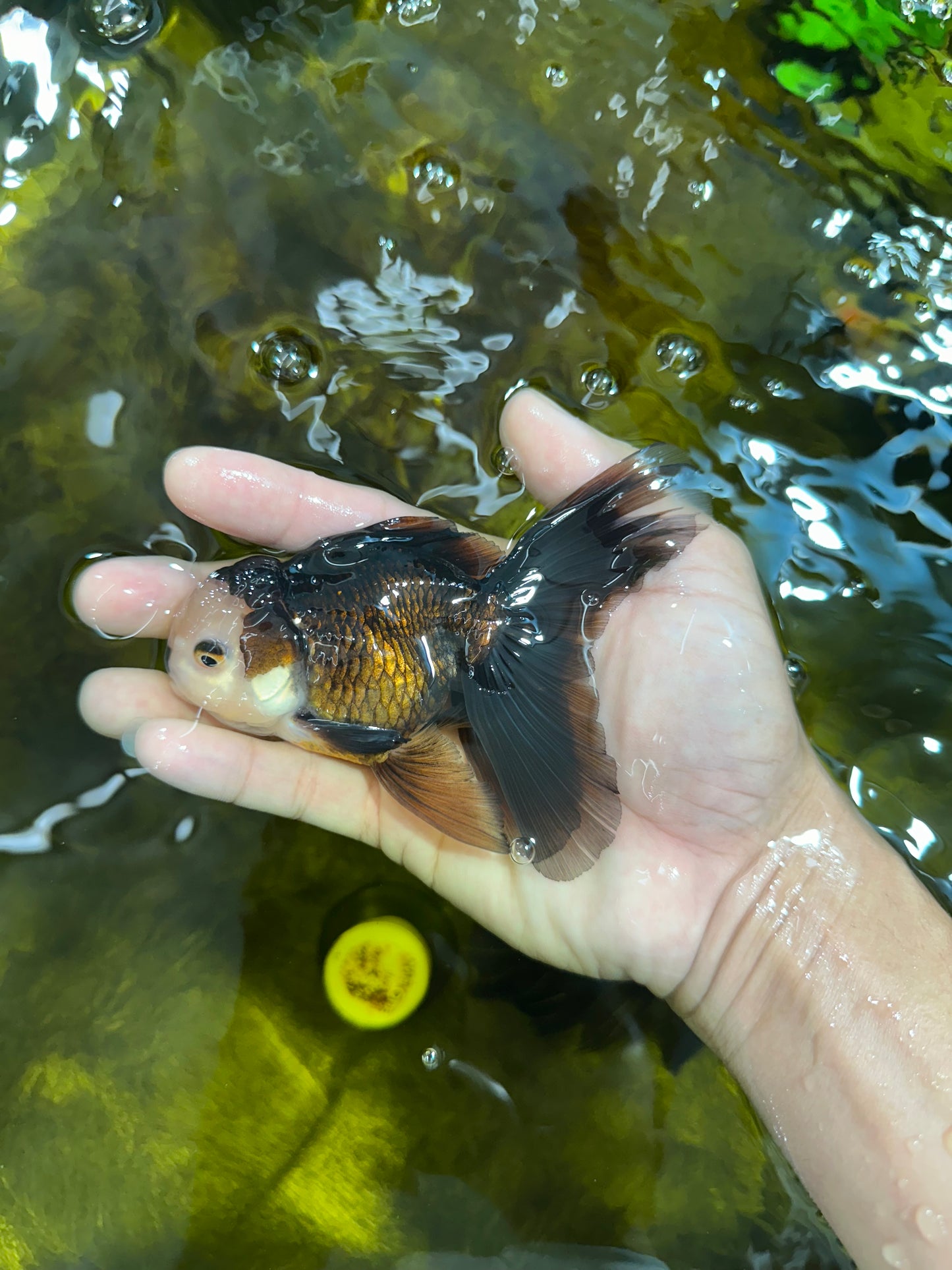 [SINGLE] Panda Oranda Male 4.5 inches #090525SO_02