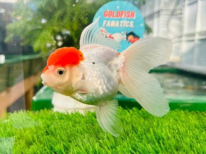 [SINGLE] Red Cap Oranda Female size 4.5 inches #112224SO_11