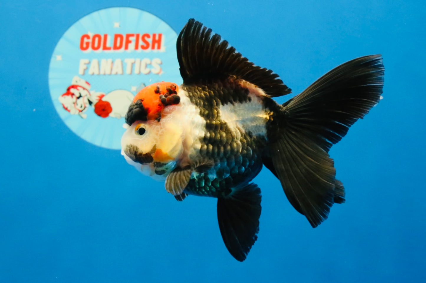 [SINGLE] Tricolor Oranda Female 4-4.5 inches #031326SO_01