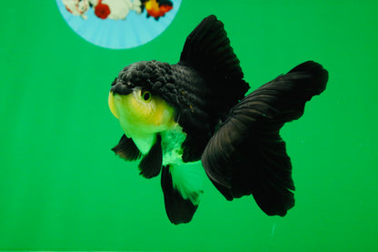 [SINGLE] Panda Oranda Male 4.5 inches #082225SO_08