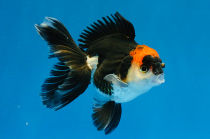 [SINGLE] Tricolor Oranda Male 4-4.5 inches #032026SO_09