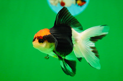 [SINGLE] Tricolor Female Oranda 4 inches #080125SO_03