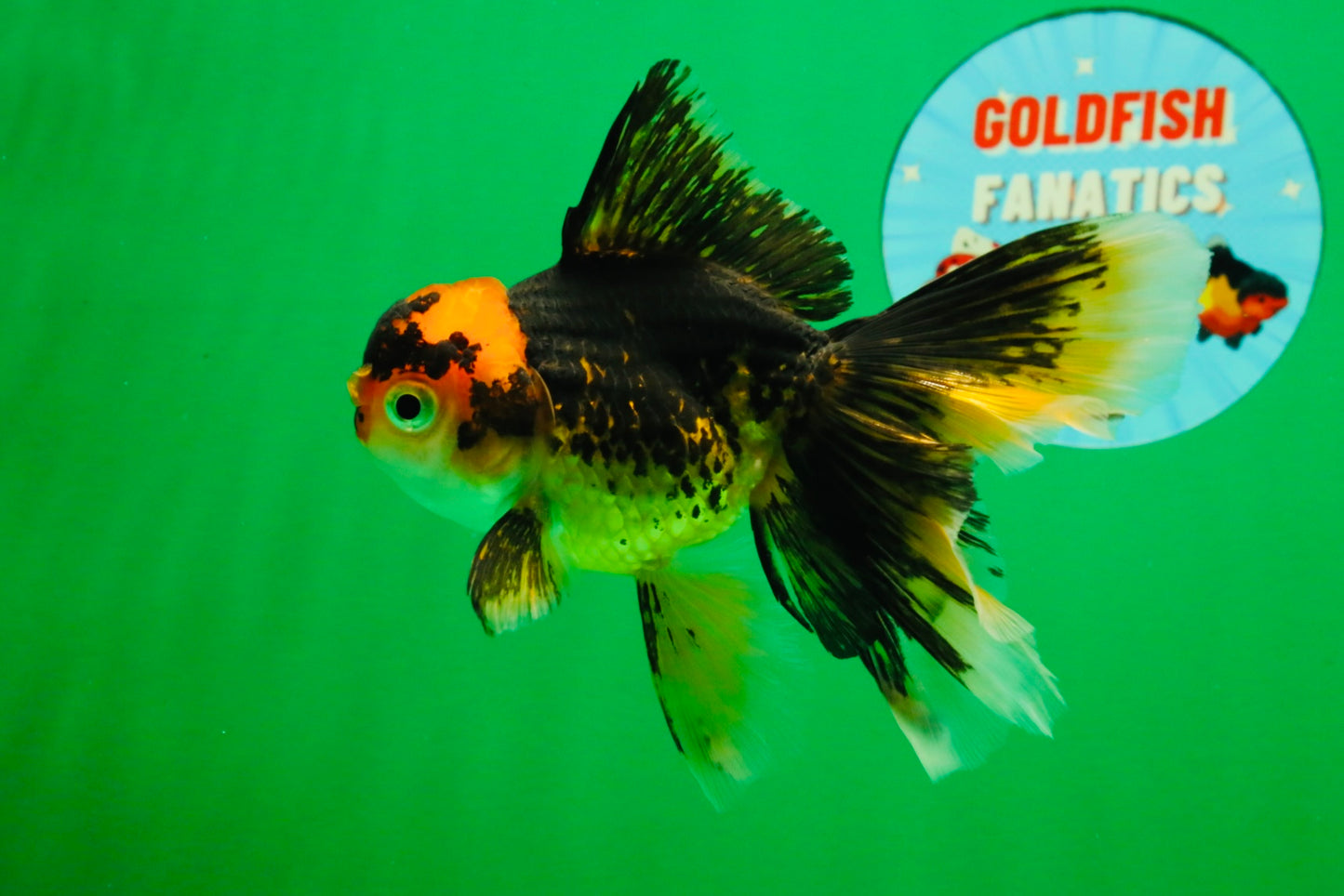 [SINGLE] Tricolor Oranda Female 4.5-5 inches #111425SO_09