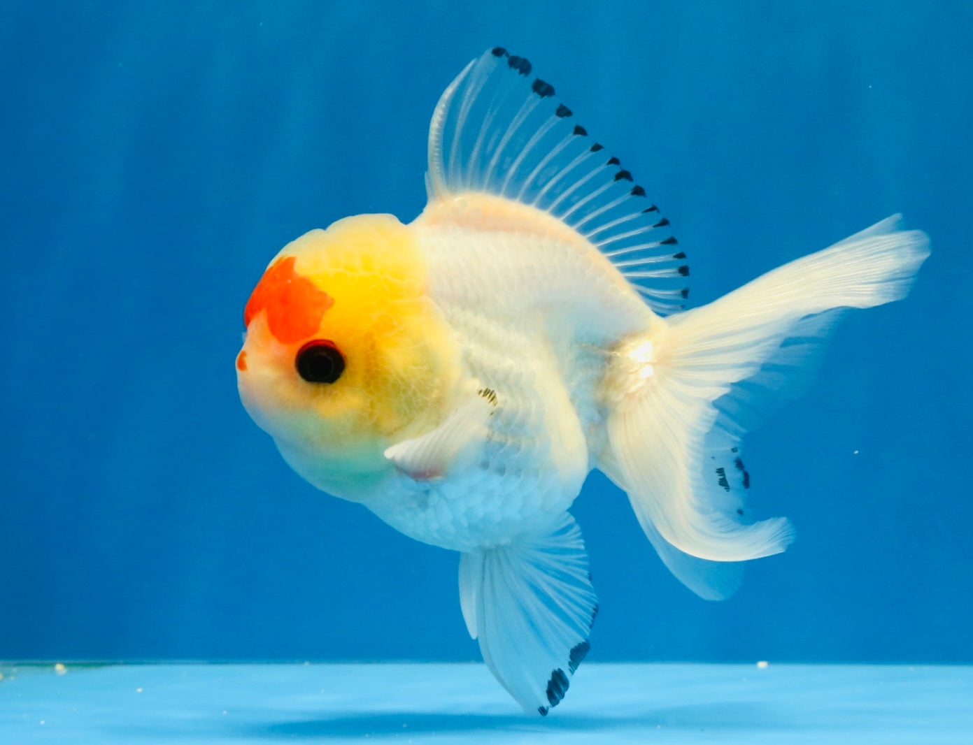 [SINGLE] Red White Oranda Male 4-4.5 inches #041026SO_10
