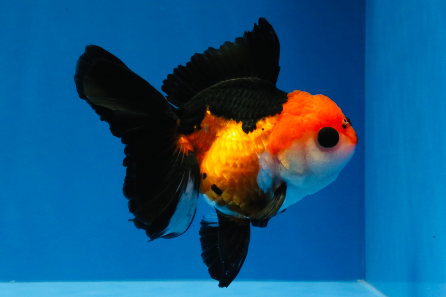 [SINGLE] Tricolor Button Eyes Oranda Female 4-4.5 inches #030626SO_07