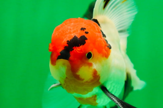 [SINGLE] Tricolor Oranda Male 4.5-5 inches #081525SO_02