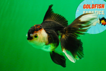 [SINGLE] Tricolor Oranda Female 5 inches #111425SO_05