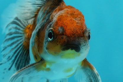 [SINGLE] Calico Oranda Male 4.5 inches #112924SO_14