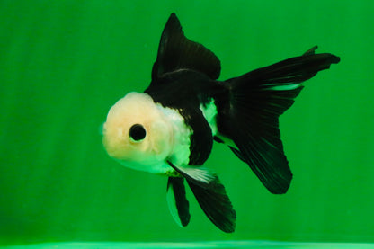 [SINGLE] Panda Button Eyes Oranda Female 4-4.5 inches #111425SO_07