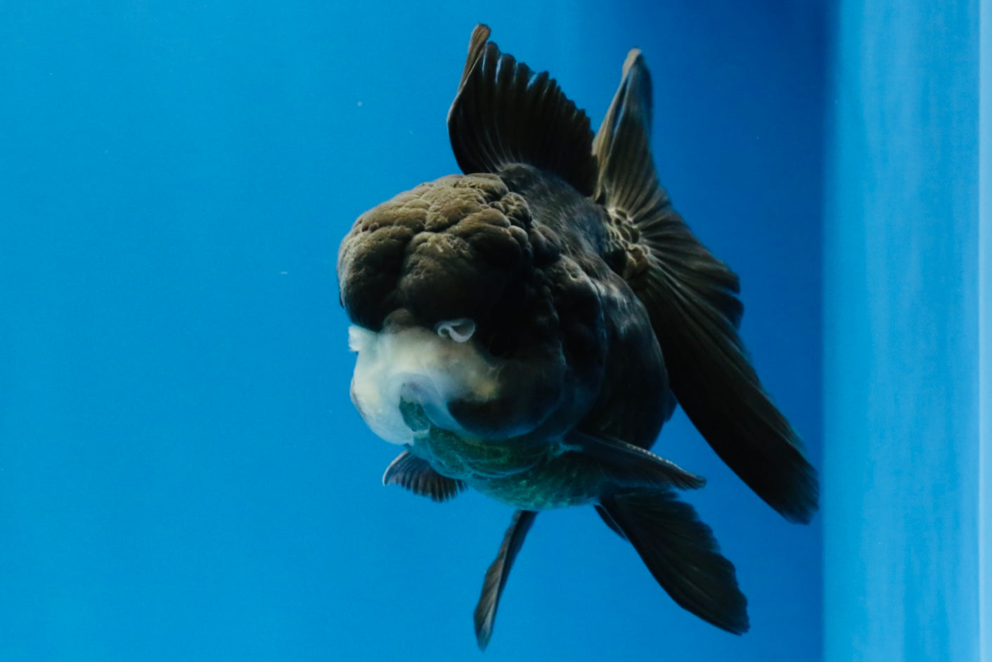 [SINGLE] Black Oranda Female 4-4.5  inches #040326SO_03