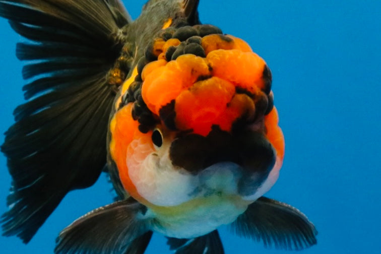 [SINGLE] Tricolor Oranda Male 4.5 inches #040326SO_09