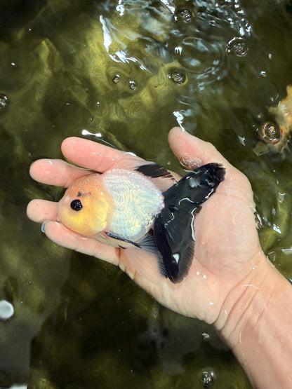 [SINGLE] Panda Button Eyes Oranda Male 4-4.5 inches #031326SO_08