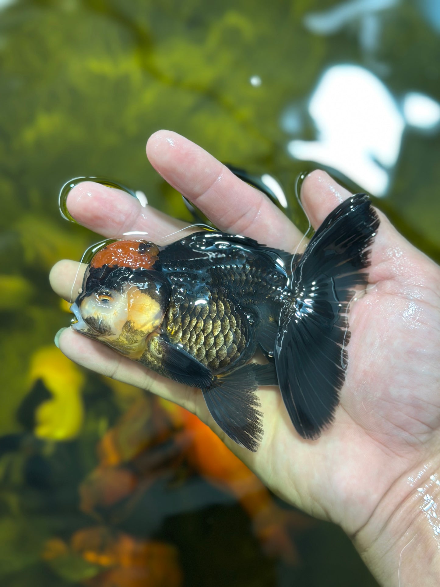 [SINGLE] Red Tancho Tricolor Oranda Male 4-4.5 inches #112924SO_11