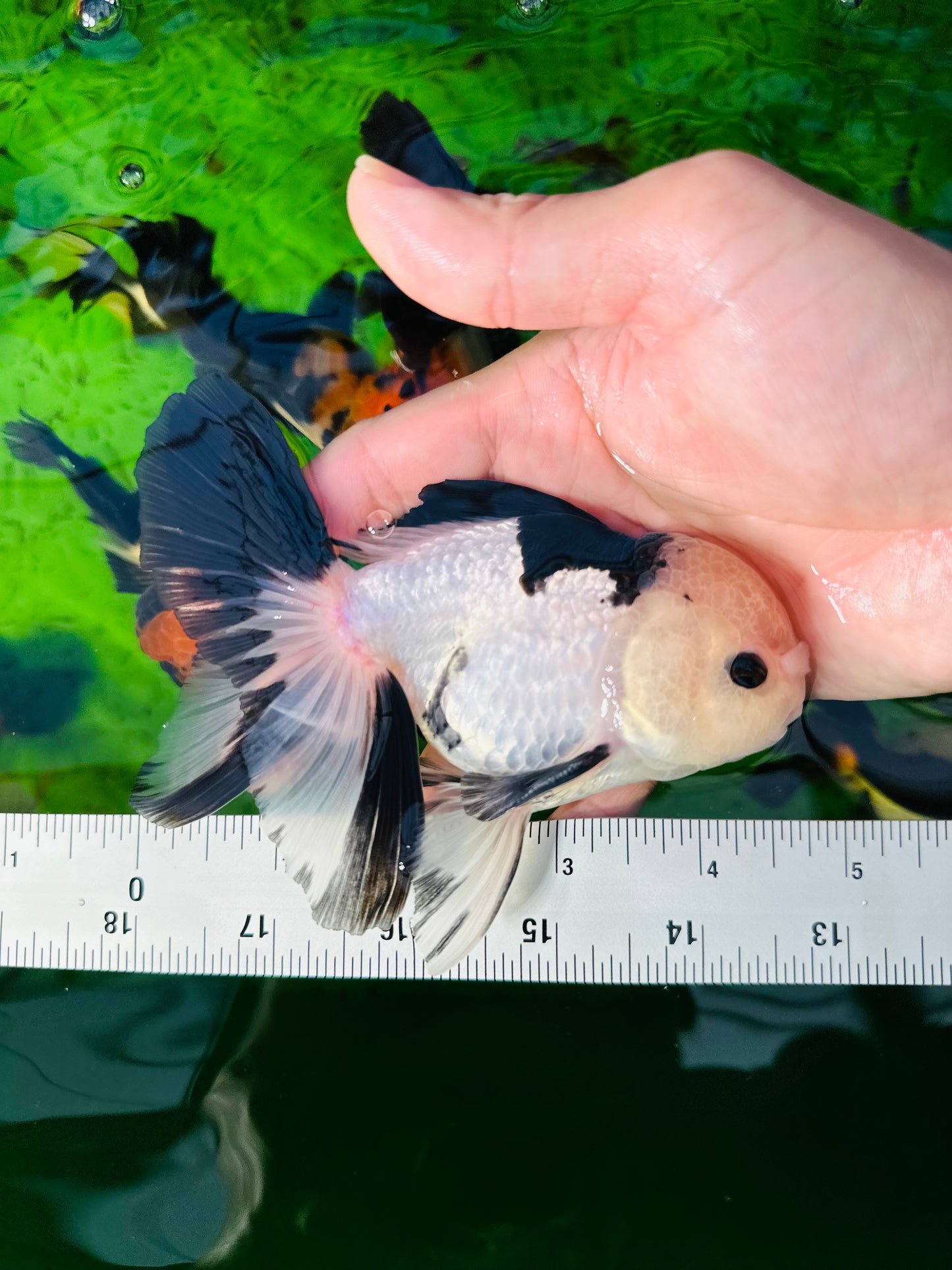 [SINGLE] Panda Button Eyes Oranda Male size 4.5 inches #112224SO_07