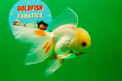 [SINGLE] Fluffy Tail Orange White Oranda Male 4-4.5 inches #041125_08
