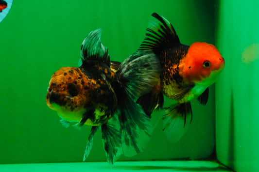 [COUPLE] Tricolor Male & Tiger Female 4.5 inches #091925CO_03